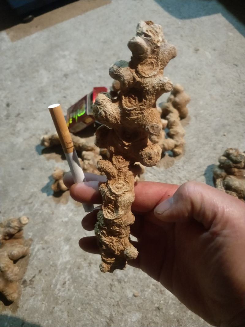 竹节参