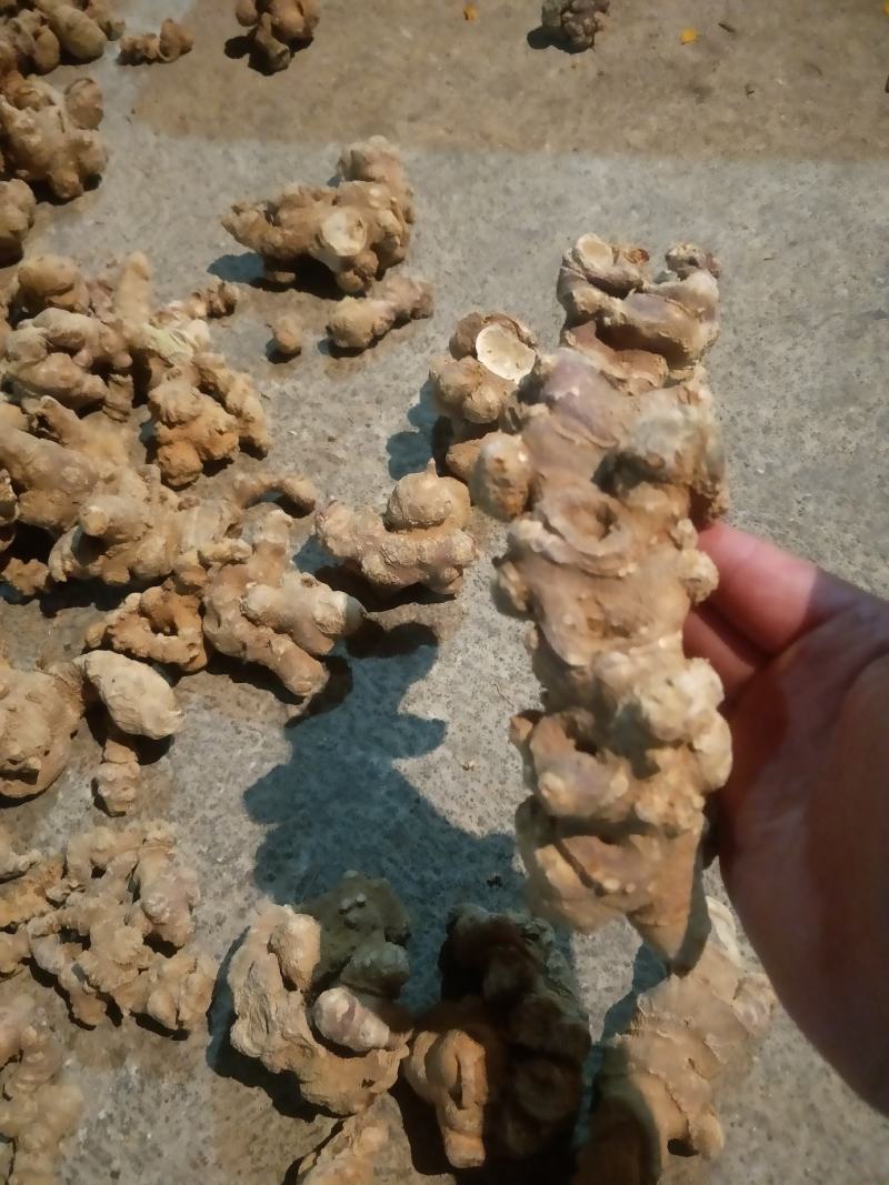 竹节参