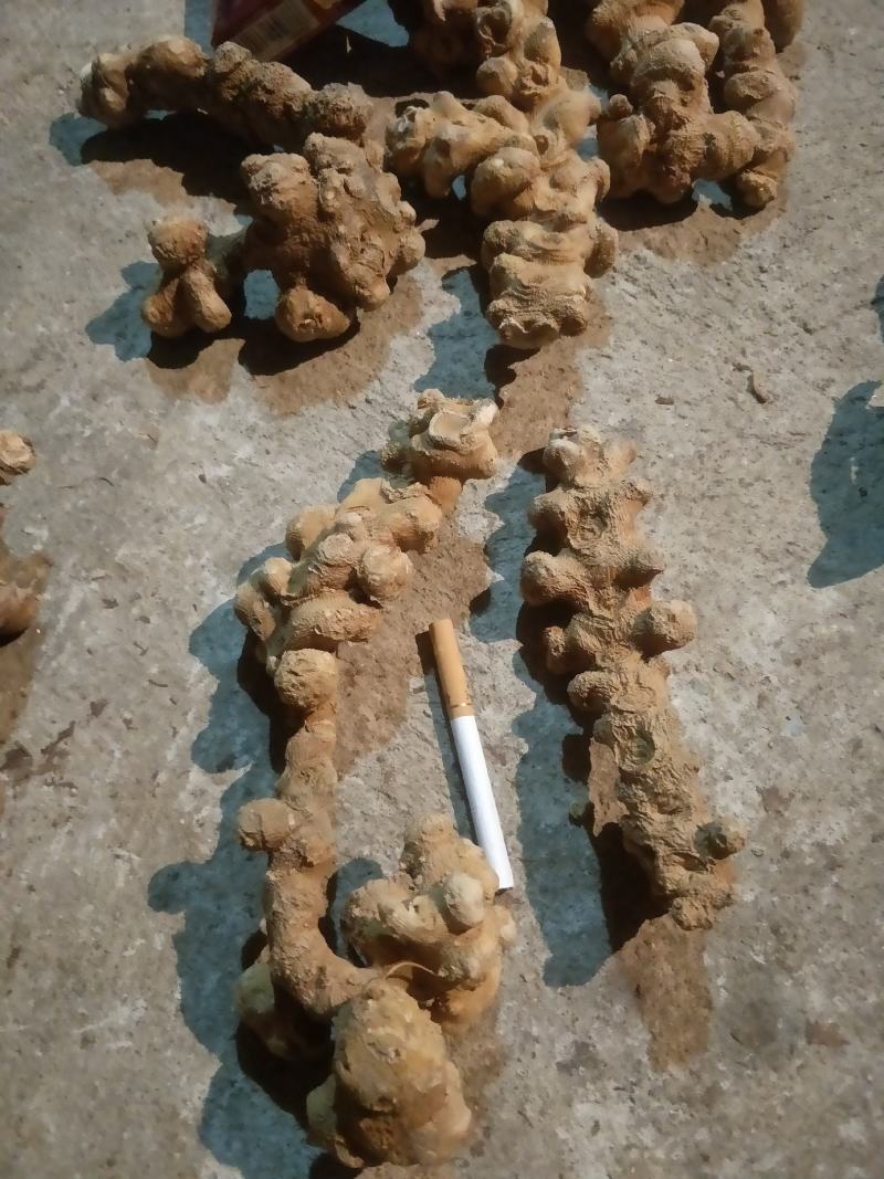 竹节参