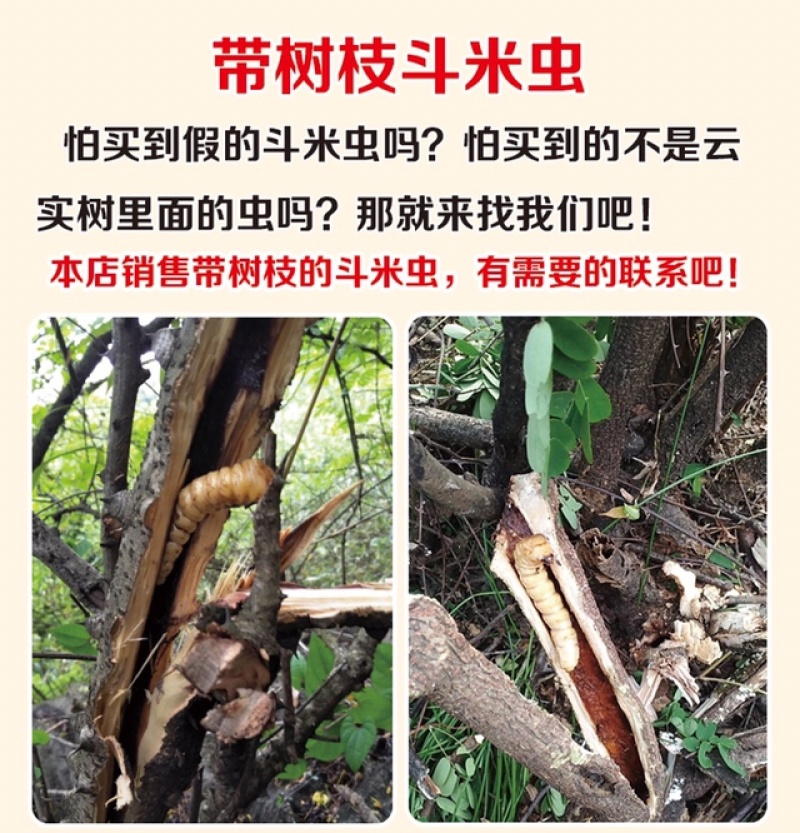 斗米虫云实蛀虫天牛幼虫子午虫柴虫带树枝发货