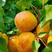 丰园红杏，荷兰香蜜杏，金太阳杏，凯特杏，红丰优质杏树苗