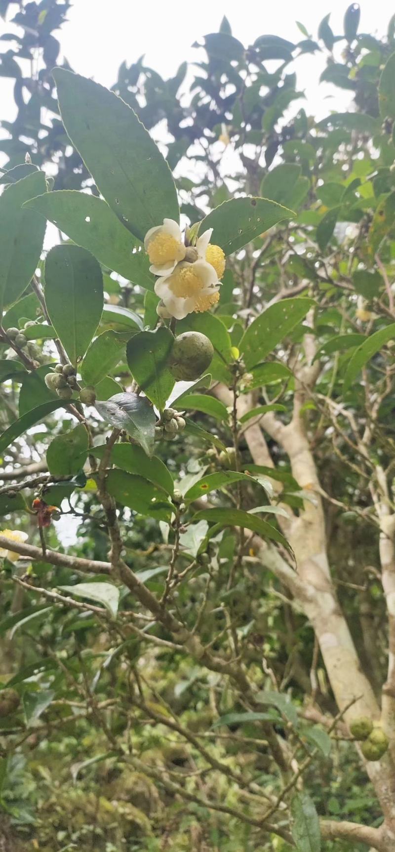 茶籽油，山茶油产地直发，茶油，一手货源，质量保证