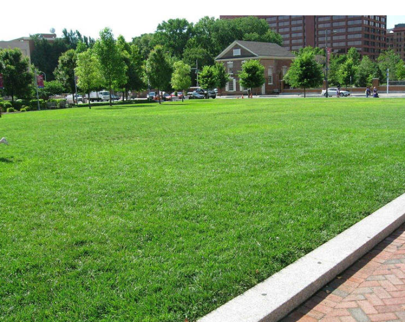 狗牙根百慕大四季青草坪种子进口绿化草籽