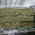 芹菜产区直发一手货源推荐可视频看货