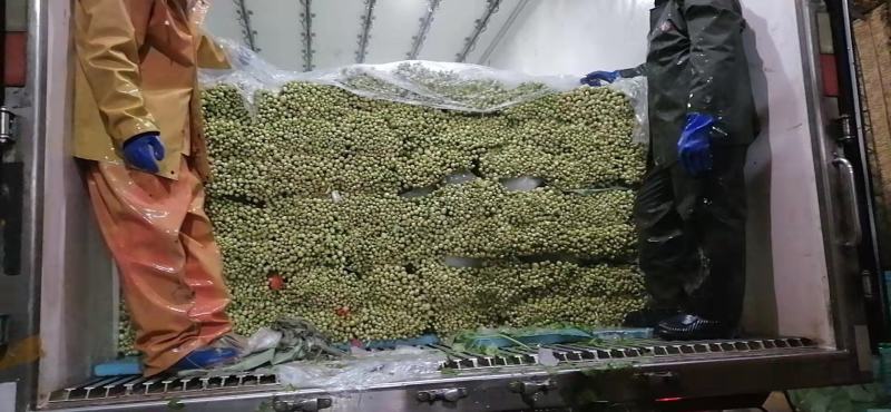 芹菜产区直发一手货源推荐可视频看货