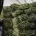 芹菜产区直发一手货源推荐可视频看货