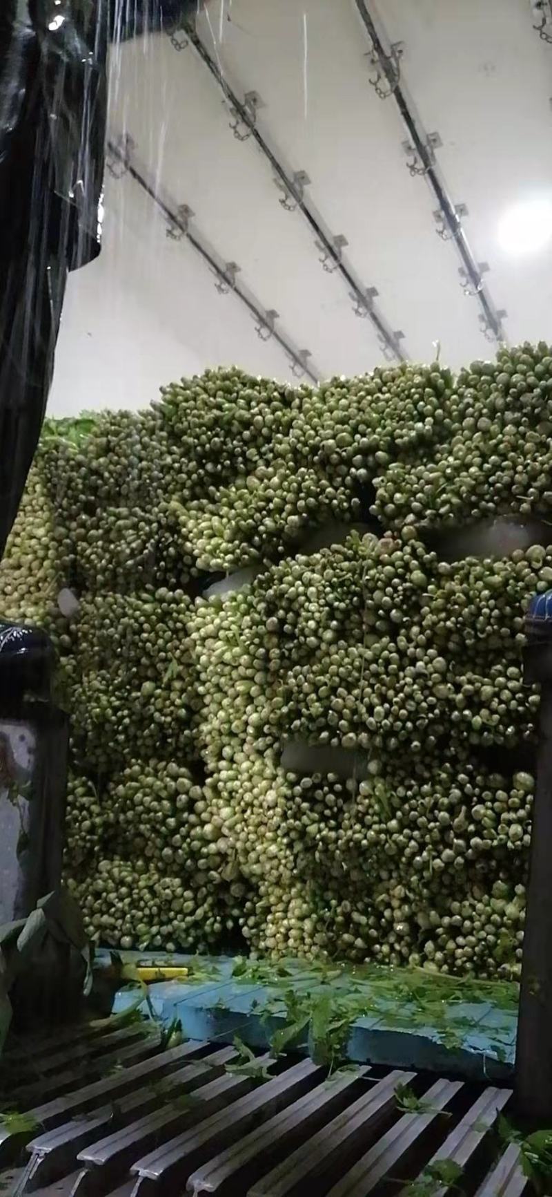 芹菜产区直发一手货源推荐可视频看货