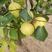【优选】安徽砀山酥梨品质上乘保质保量代发全国