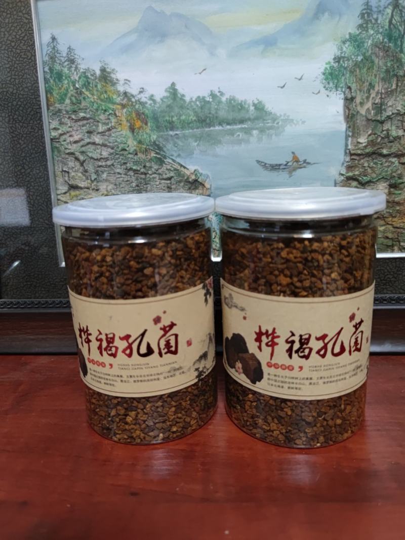 桦树茸桦褐孔菌桦树黄长白山白桦茸大山里生长