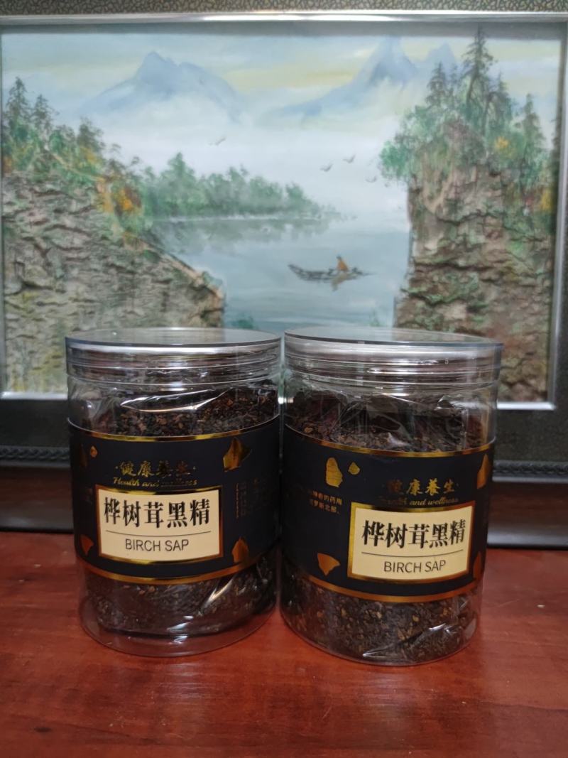 桦树茸桦褐孔菌桦树黄长白山白桦茸大山里生长
