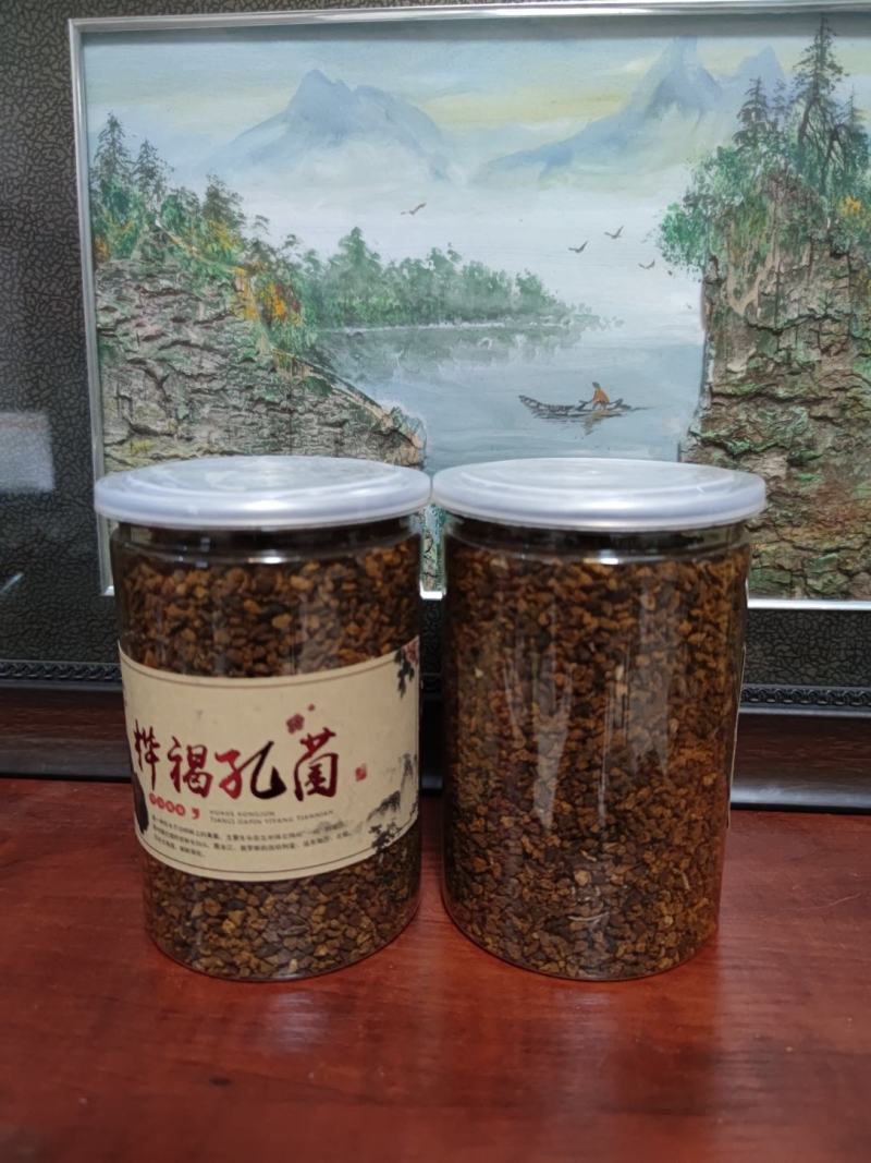 桦树茸桦褐孔菌桦树黄长白山白桦茸大山里生长
