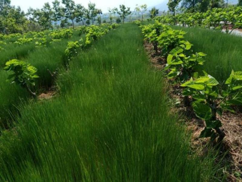 鼠茅草种子鼠茅草绿肥草种果园绿肥四季播种易活鼠毛草花种
