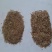 鼠茅草种子鼠茅草绿肥草种果园绿肥四季播种易活鼠毛草花种