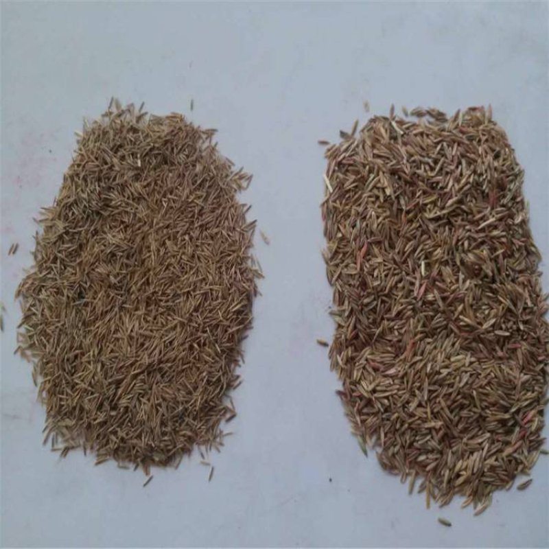鼠茅草种子鼠茅草绿肥草种果园绿肥四季播种易活鼠毛草花种