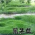 鼠茅草种子鼠茅草绿肥草种果园绿肥四季播种易活鼠毛草花种