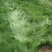鼠茅草种子鼠茅草绿肥草种果园绿肥四季播种易活鼠毛草花种