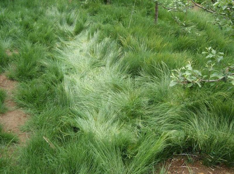 鼠茅草种子鼠茅草绿肥草种果园绿肥四季播种易活鼠毛草花种