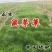 鼠茅草种子鼠茅草绿肥草种果园绿肥四季播种易活鼠毛草花种