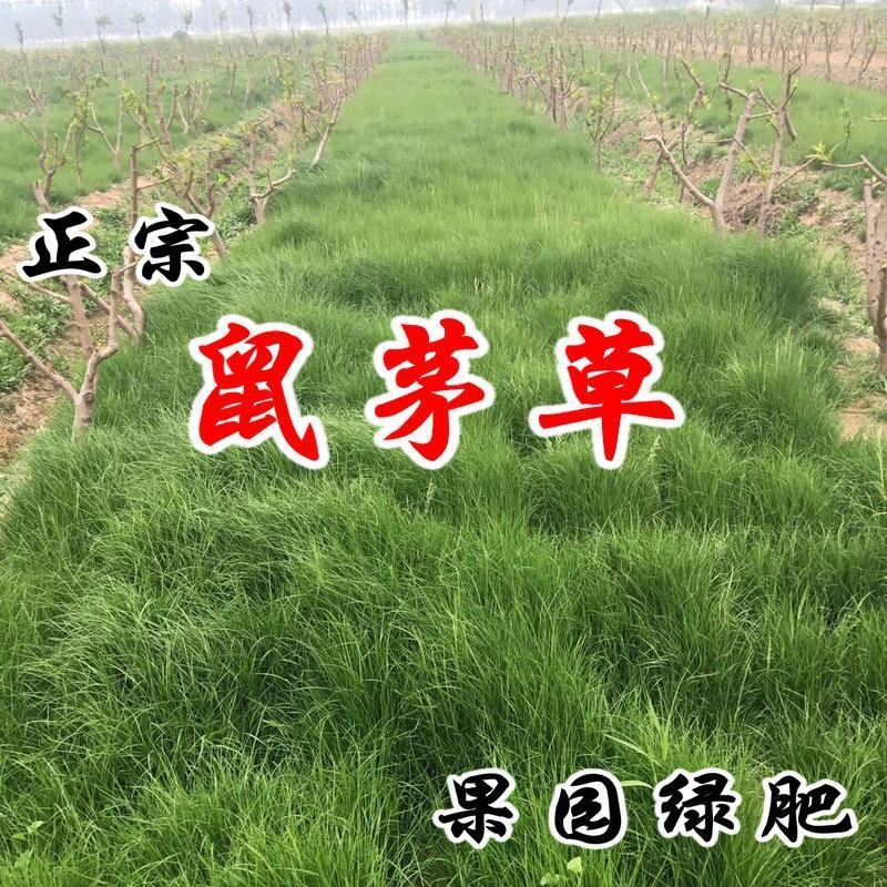 鼠茅草种子鼠茅草绿肥草种果园绿肥四季播种易活鼠毛草花种