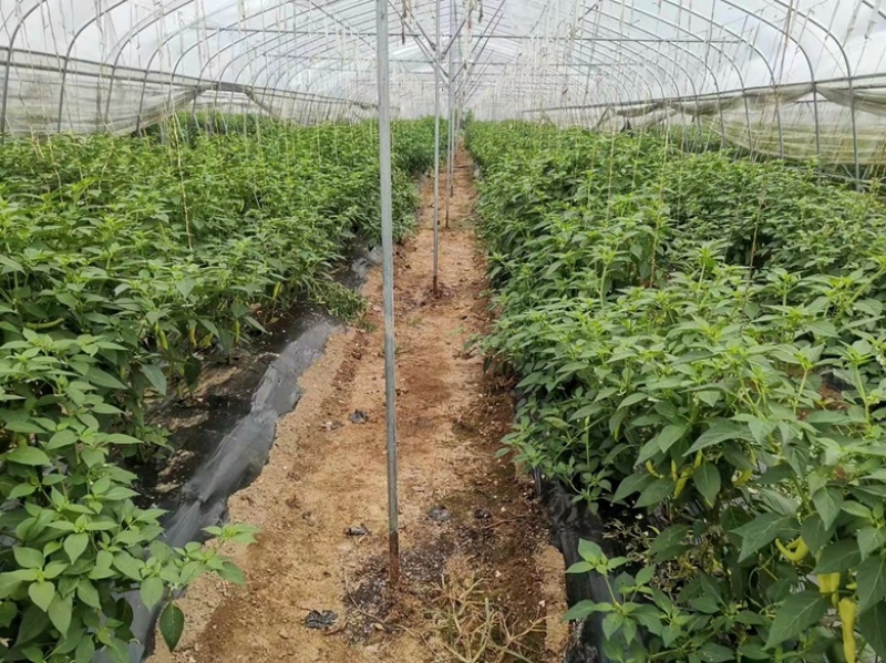 白玉椒种子抗病高产白色辣椒种子内地腌酸专用品种