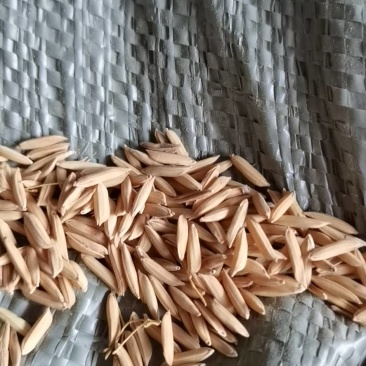 不超标的黄花粘袋装还有一点