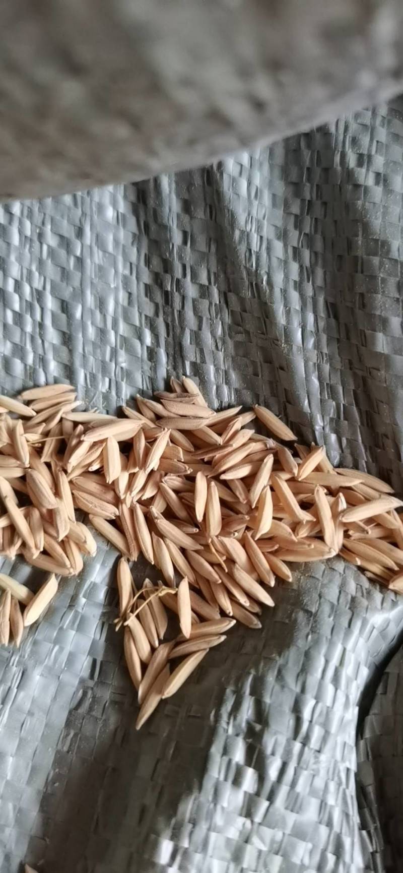 不超标的黄花粘袋装还有一点
