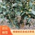 百日红紫薇桂花金桂银桂。