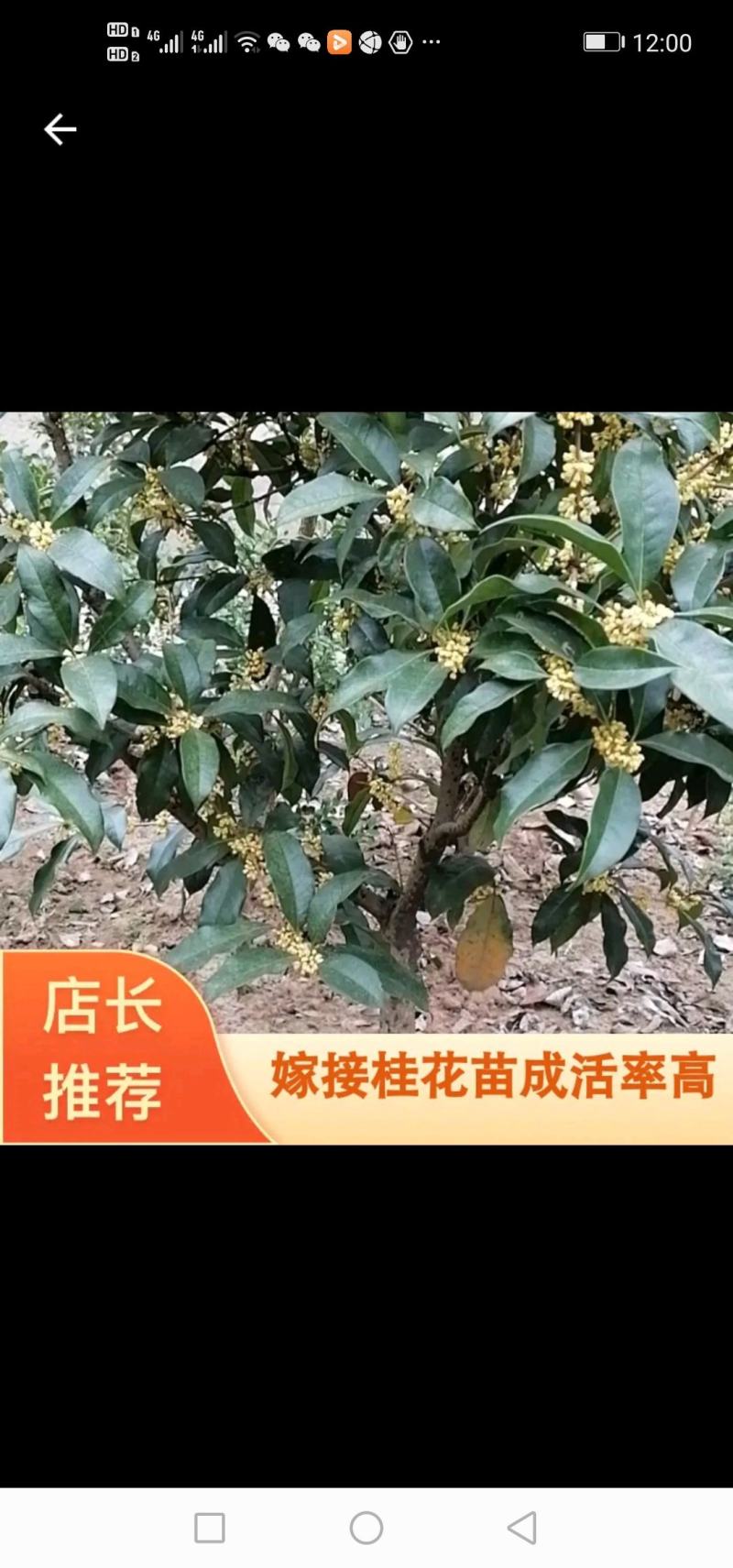 百日红紫薇桂花金桂银桂。