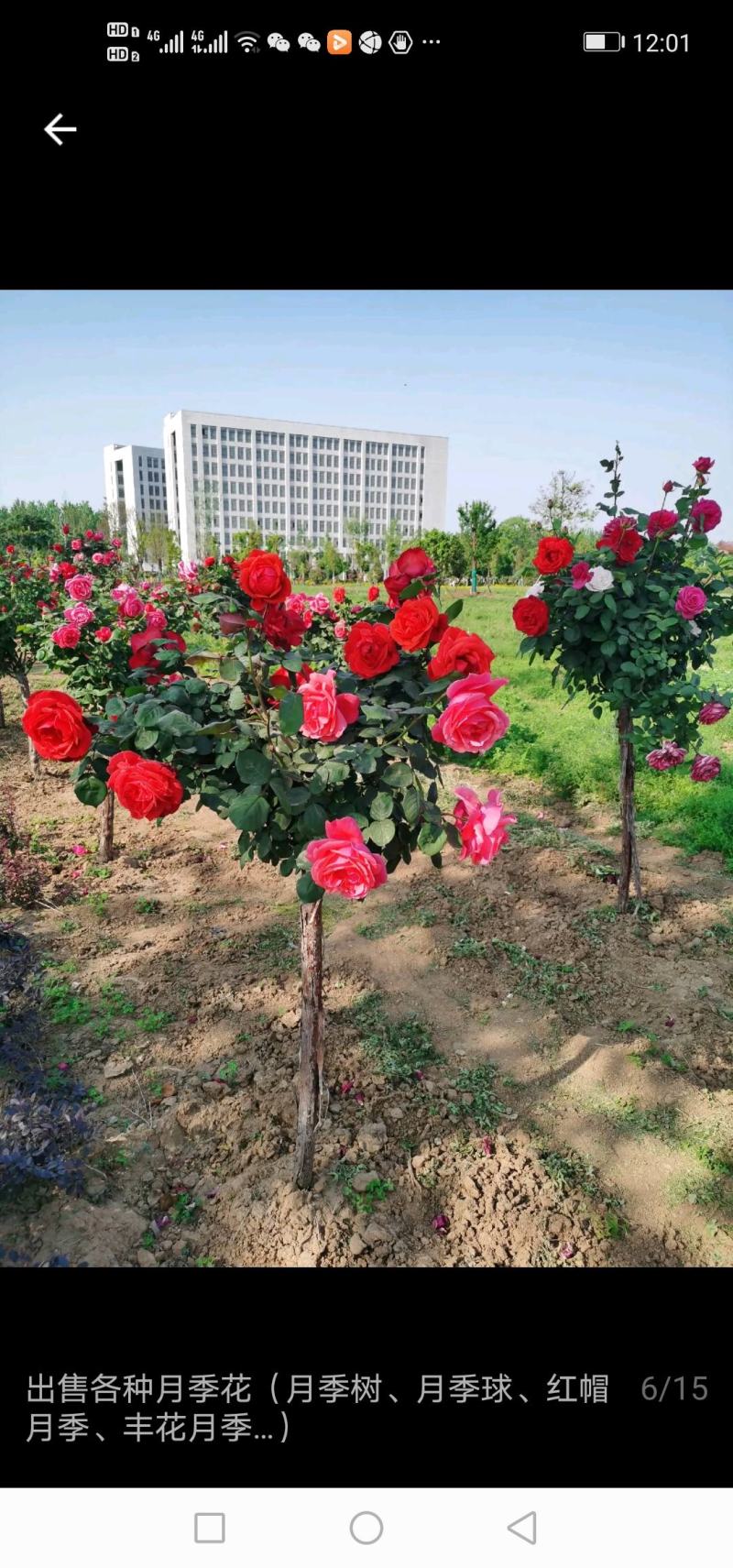 百日红紫薇桂花金桂银桂。