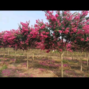 百日红紫薇桂花金桂银桂。