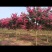 百日红紫薇桂花金桂银桂。
