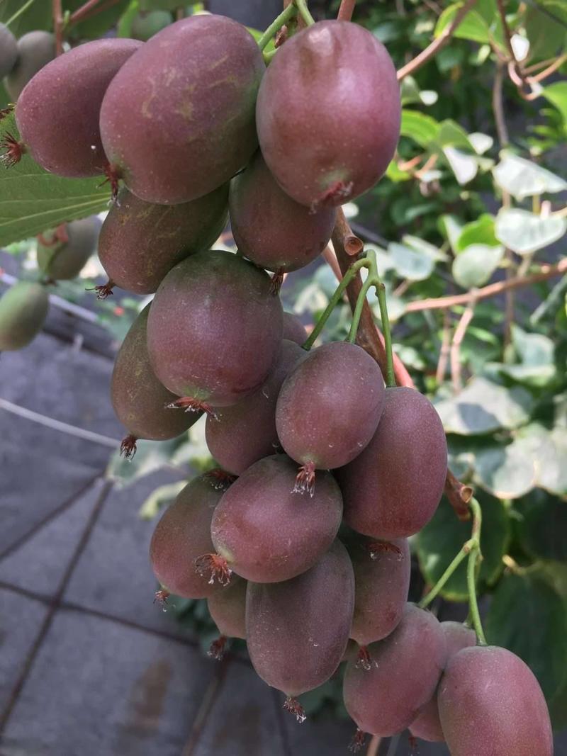 软枣猕猴桃种苗，品种齐全，基地直销，质量优良，品种保真，
