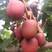 软枣猕猴桃种苗，品种齐全，基地直销，质量优良，品种保真，