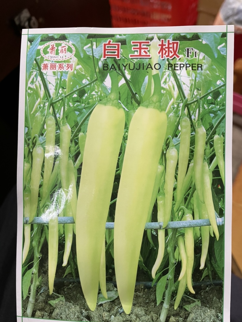 白玉椒种子抗病高产白色辣椒种子内地腌酸专用品种