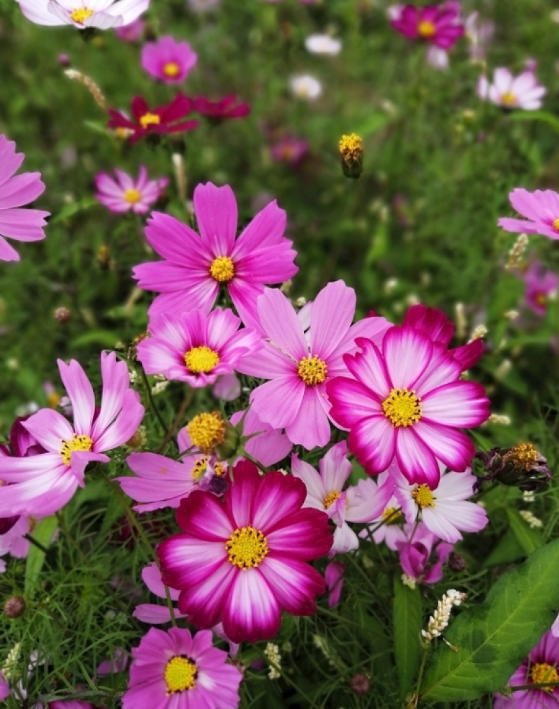 波斯菊种子格桑花种子四季开花易种易活庭院室外花卉野花组合