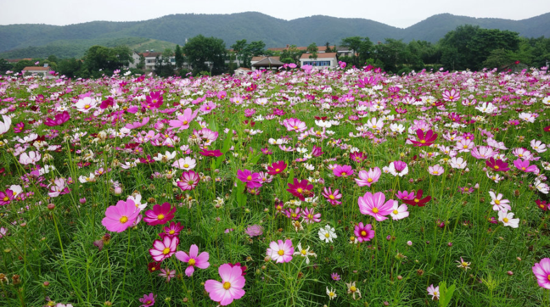 波斯菊种子格桑花种子四季开花易种易活庭院室外花卉野花组合