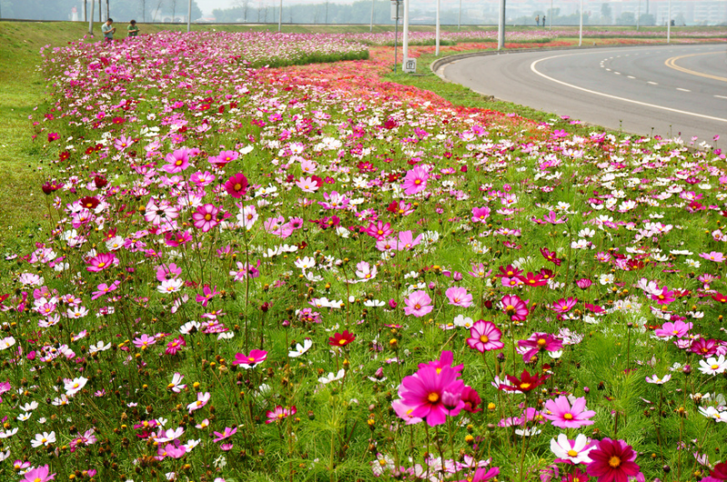 波斯菊种子格桑花种子四季开花易种易活庭院室外花卉野花组合
