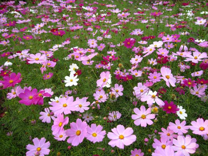波斯菊种子格桑花种子四季开花易种易活庭院室外花卉野花组合
