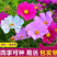 波斯菊种子格桑花种子四季开花易种易活庭院室外花卉野花组合