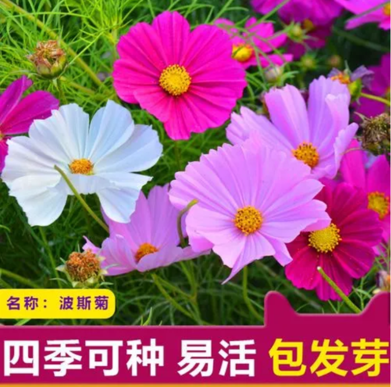 波斯菊种子格桑花种子四季开花易种易活庭院室外花卉野花组合