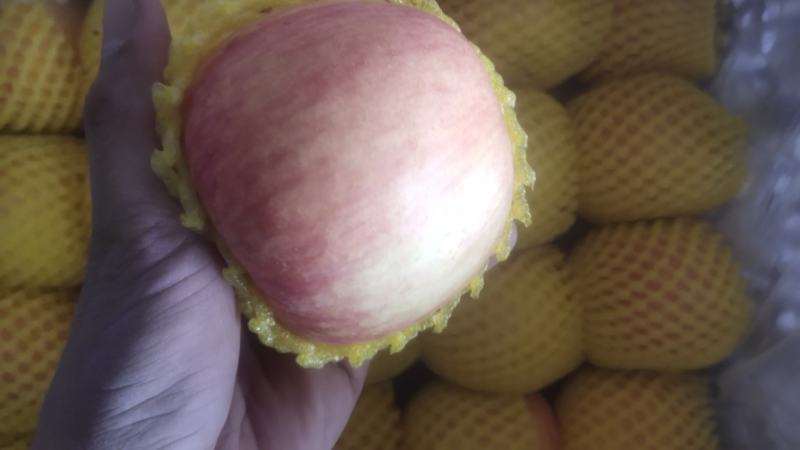 精品红富士