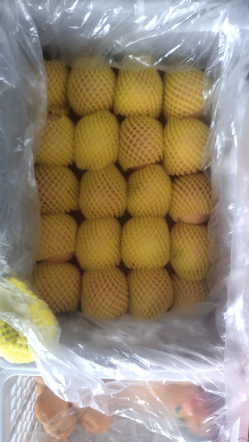 精品红富士