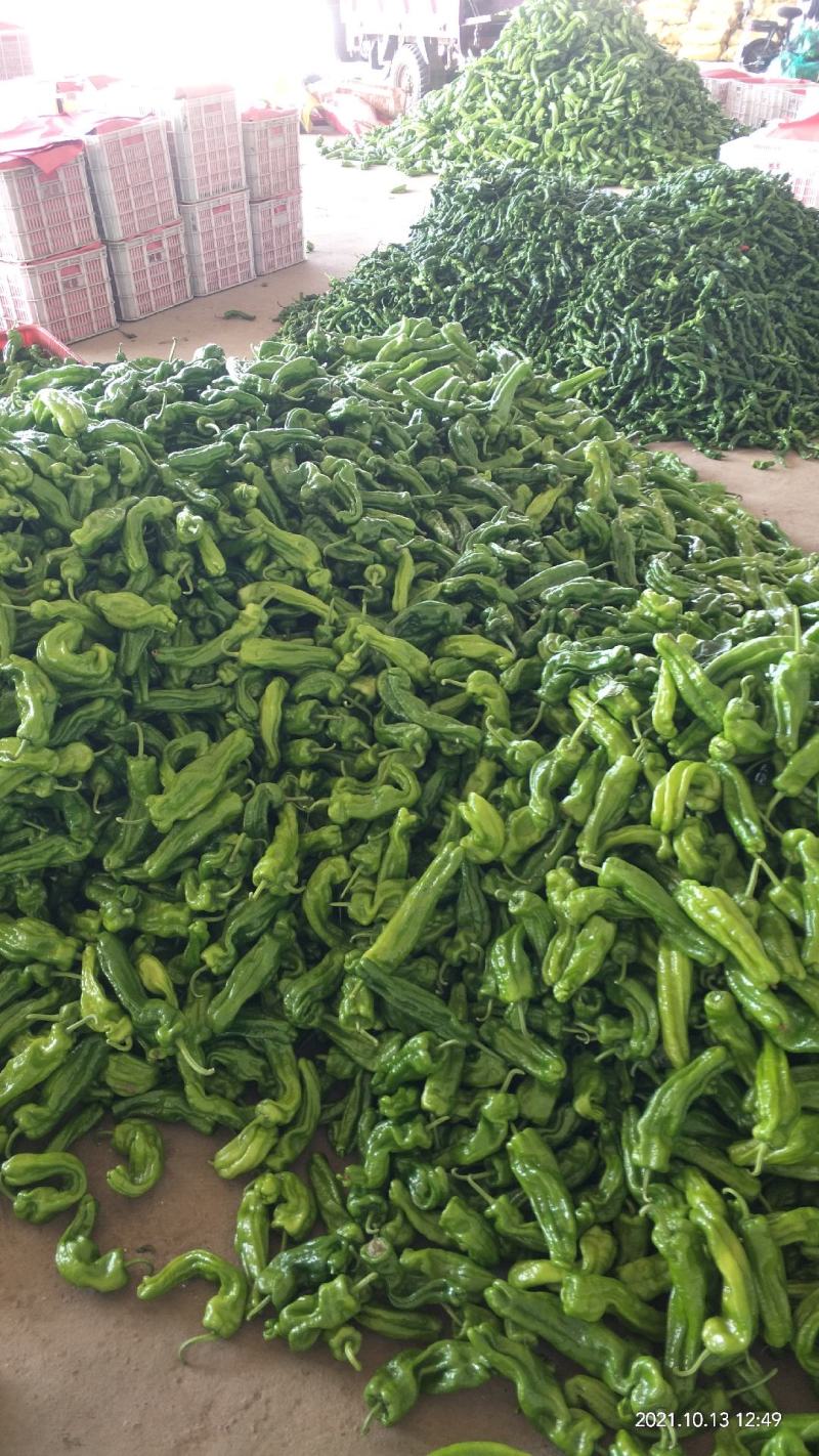 鲜辣椒，皱皮椒