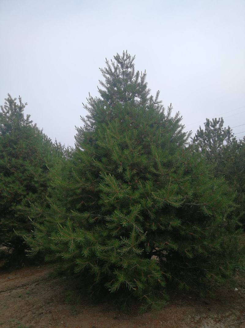 白皮松，1.米，2米，3米，3.5米，4米，5米白皮松种