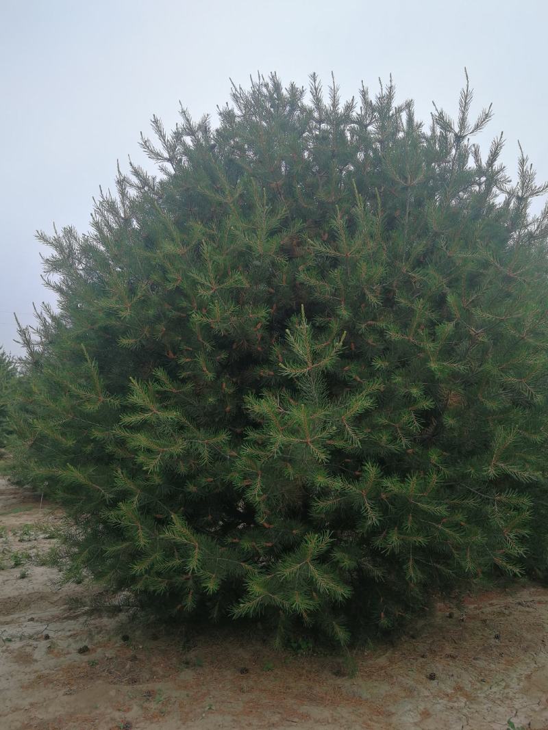 白皮松，1.米，2米，3米，3.5米，4米，5米白皮松种