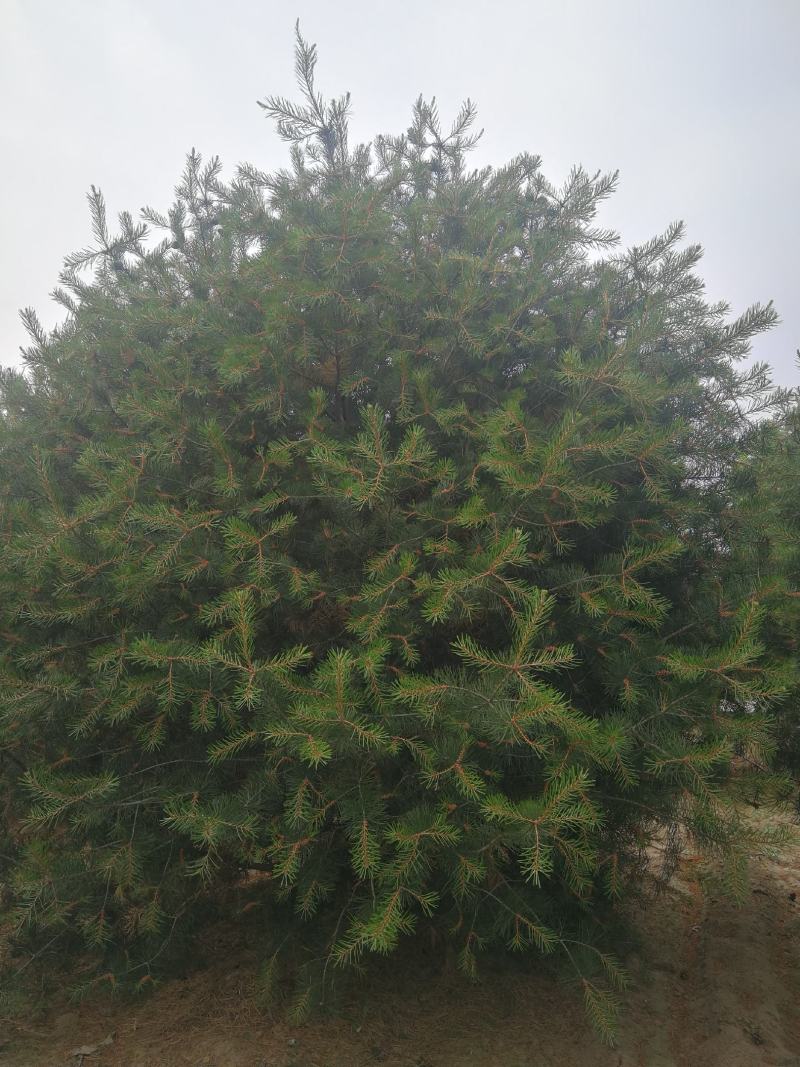 白皮松，1.米，2米，3米，3.5米，4米，5米白皮松种
