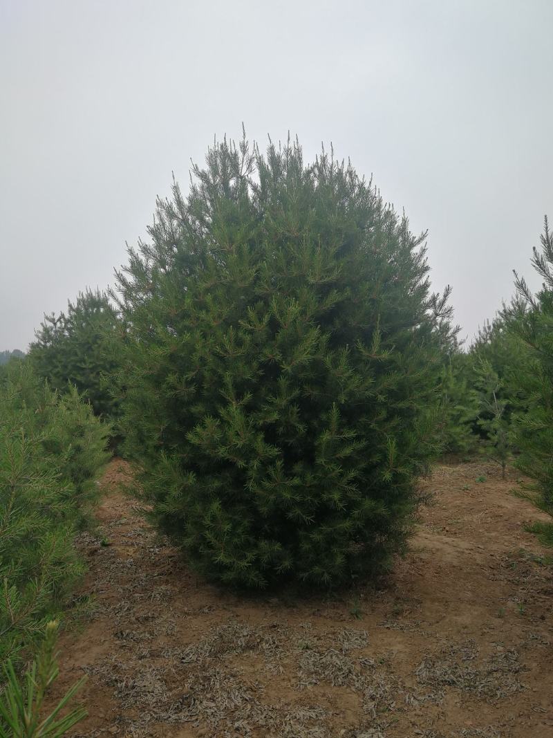 白皮松，1.米，2米，3米，3.5米，4米，5米白皮松种