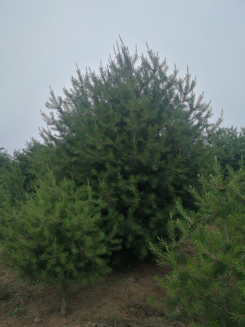 白皮松，1.米，2米，3米，3.5米，4米，5米白皮松种