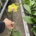 田格格
