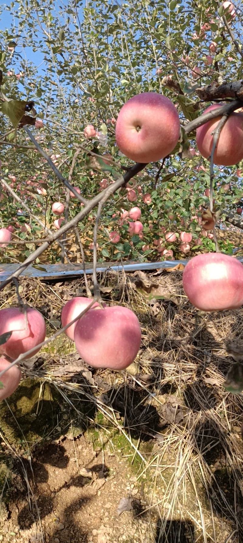 苹果产地直发个头发甜度高奈运价格美丽变光美丽